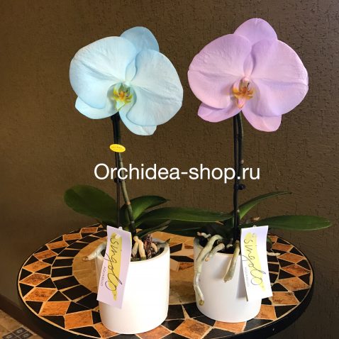 Композиция из орхидей-фаленопсисов: Фаленопсис “Синголо” в керамике Композиция из орхидей-фаленопсисов: Фаленопсис “Синголо” в керамике