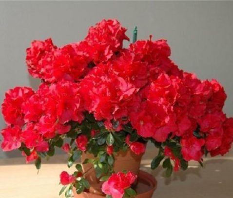 Азалия Индика Красная Азалия Индика Красная