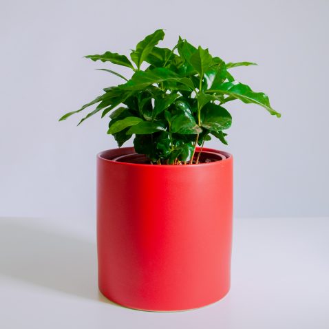 Кофе Арабика Кофе Арабика