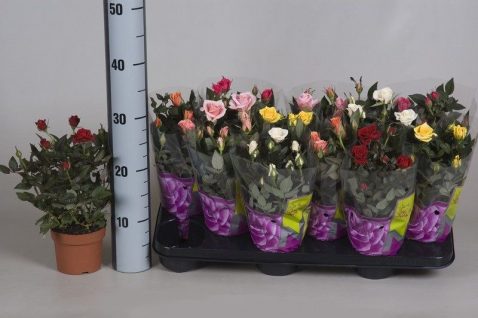 Роза мини микс Роза мини микс