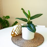 Фикус Эластика Робуста Product