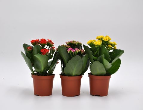 Каланхое Каландива микс Каланхое Каландива микс