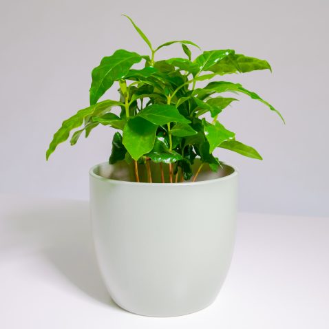 Кофе Арабика Кофе Арабика